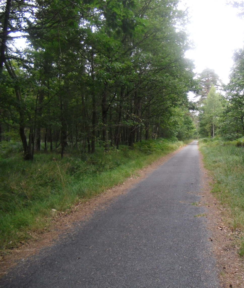 Foret de Rambouillet
